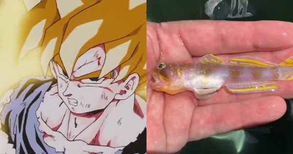 IT'S OVER 9000! A Real-Life Super Saiyan Fish Has Been Discovered in Japan!